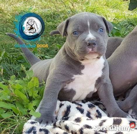 American BullyAmstaff Szczeniaki Gundabar Dogs Zwierzęta Koło