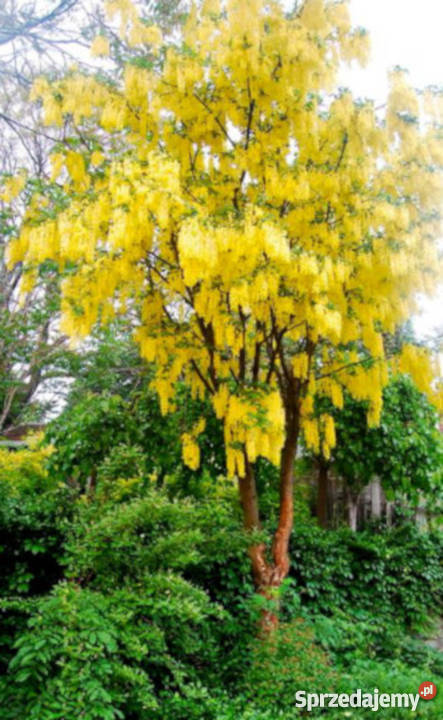 ZŁOTOKAP LABURNUM sadzonki w doniczkach PROMOCJA Rośliny Ustronie
