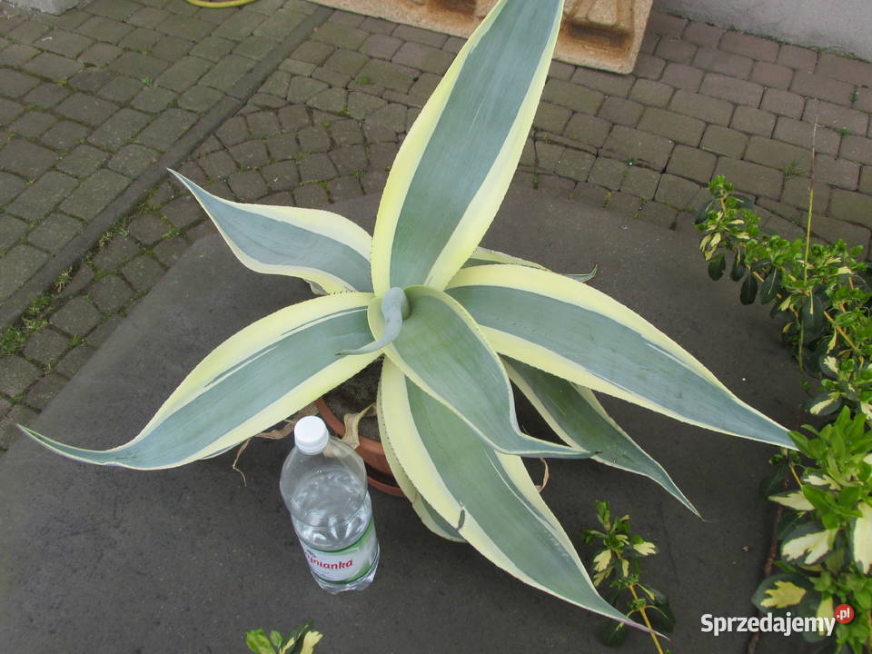 Agawa kolekcjonerska Agave guiengola Creme Pozostałe Kraków
