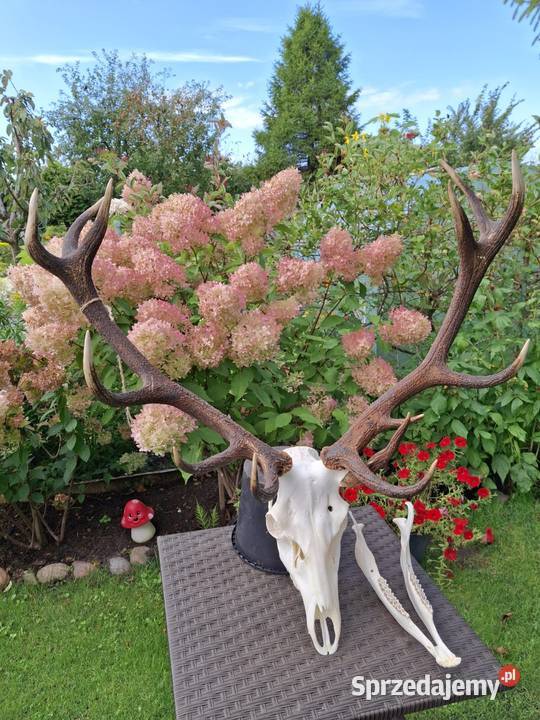 Poroże wieniec jelenia Luzino
