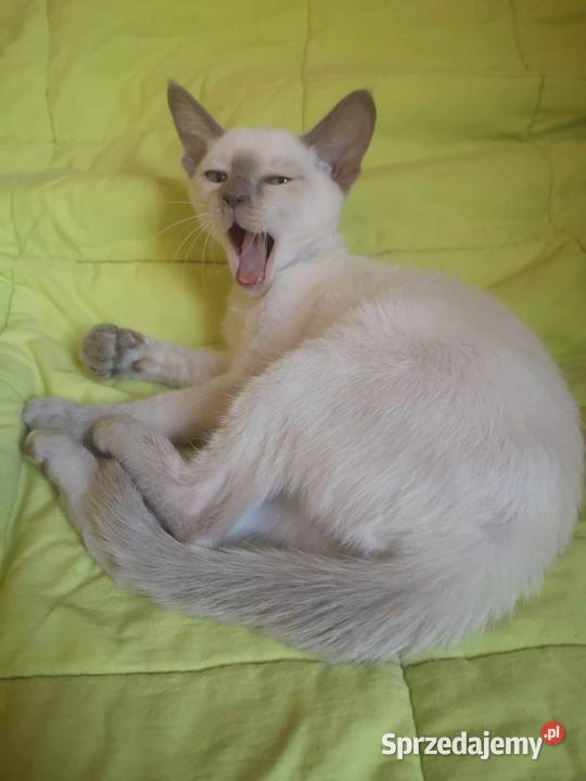 koty kotki kocięta kociaki tonkijski syjamskie Lidzbark-Nadleśnictwo