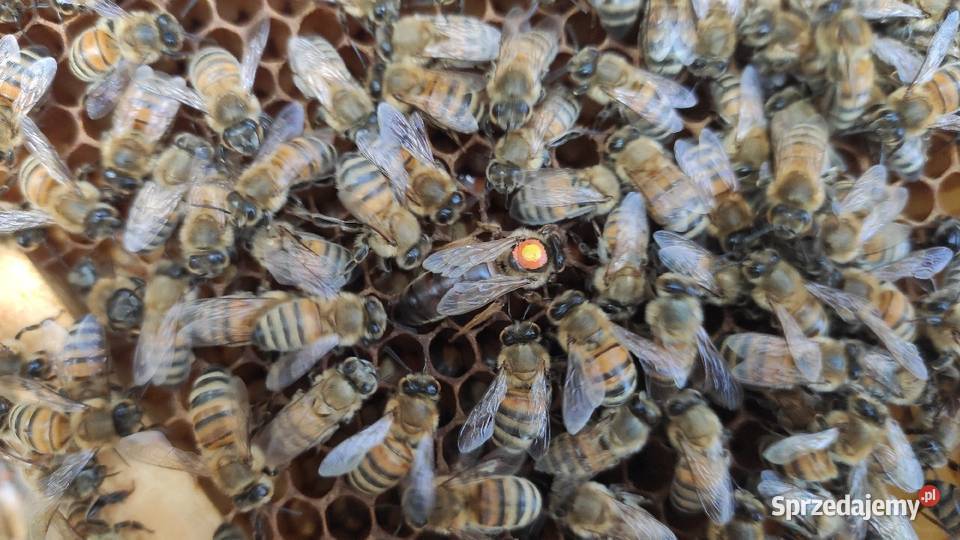 ręki Buckfast KB matki unasiennione czerwiące Wolinia sprzedam