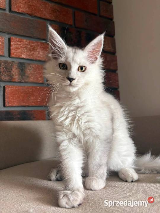 Maine Coon kotka Melodia Szembruk