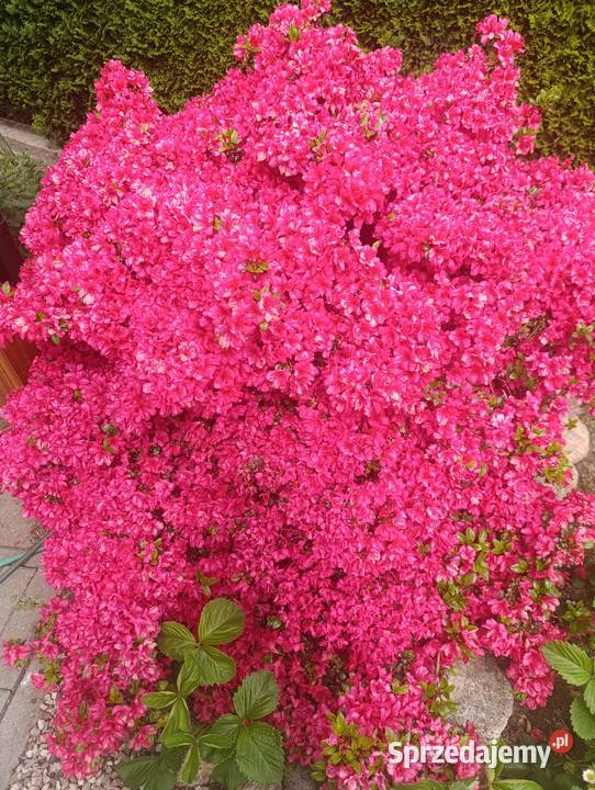 Usługa ogród Choszczno