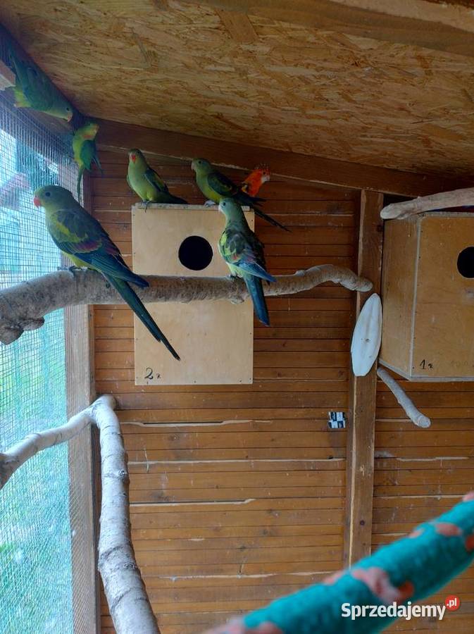 Papugi egzotyczne Sobków