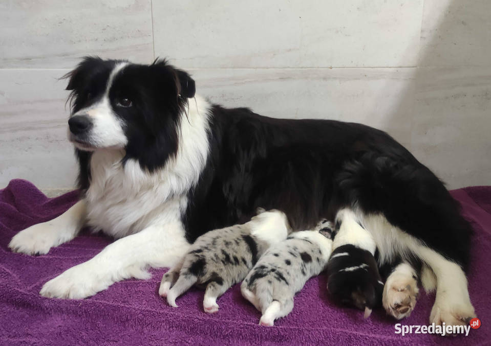 Pies SZOGUN Border Collie rasowy z hodowli z Pozostałe Iwonicz