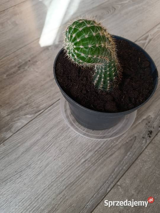 kaktus do pilnej sprzedaży Poznań sprzedam