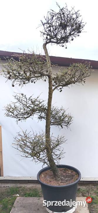 Bonsai Niwaki Modrzew Medynia Łańcucka