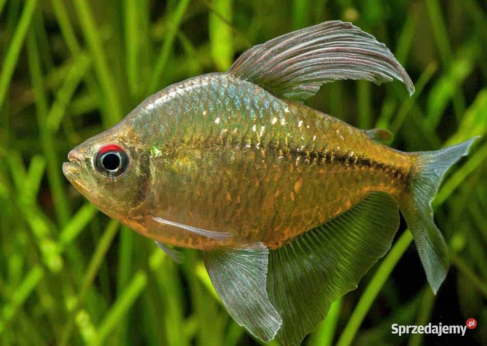 Błyszczyk brylantowy Moenkhausia pittieri Gdańsk