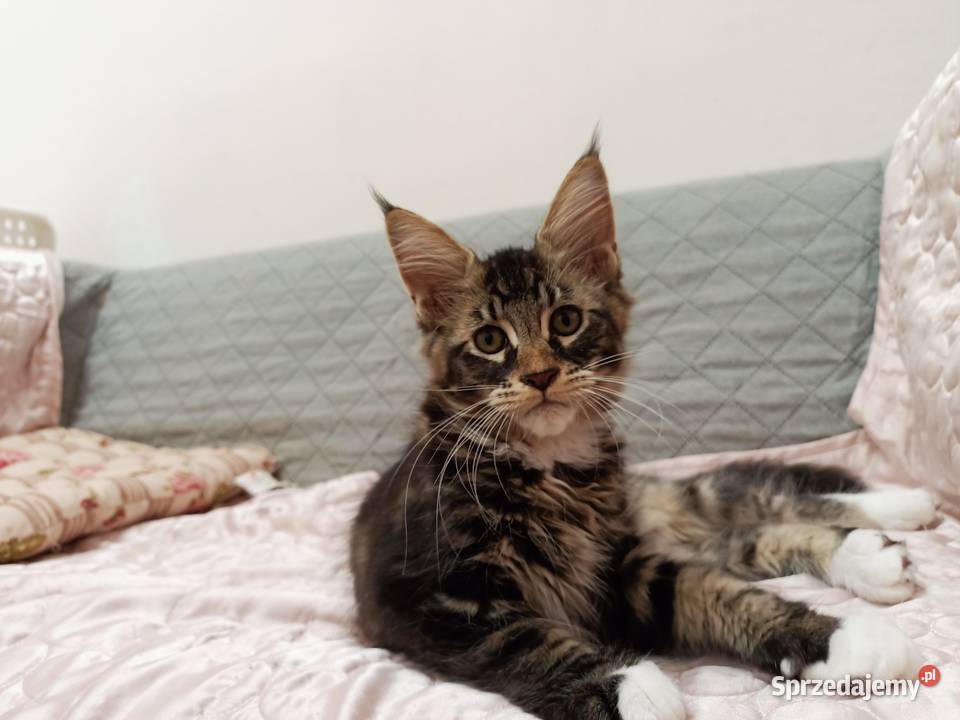 Cudowne kociaczki Maine coon Wrocław