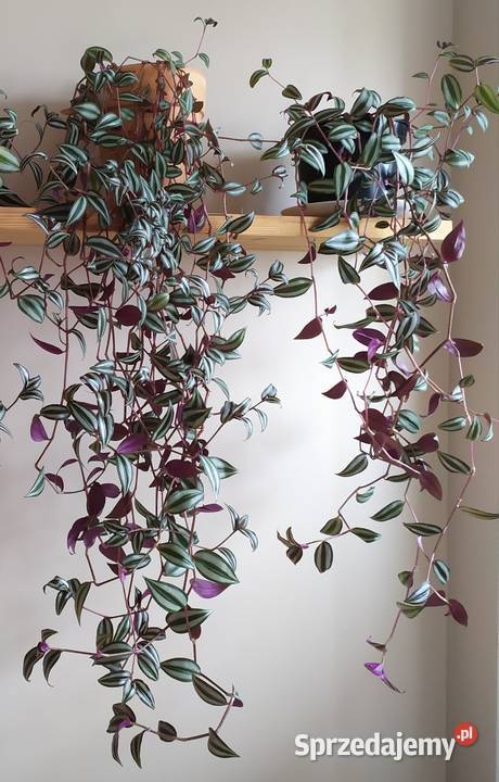 Trzykrotka roślina doniczkowa wisząca Koszalin sprzedam