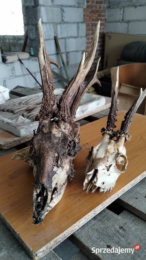 Runo leśne naturalne Leżajsk