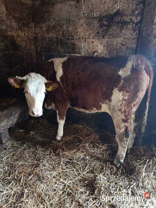 Jałówki na sprzedaż Kotlice