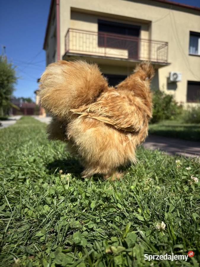Ruda kurka silka Zwierzęta podkarpackie Czermin