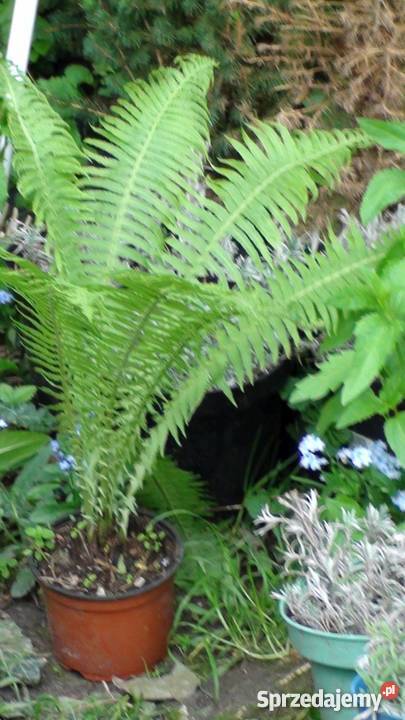 Paproć ogrodowa Bydgoszcz