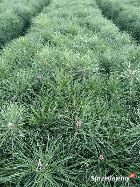 sosna pospolita wys50 sadzonki leśne i ozdobne