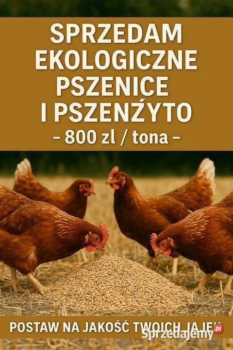 Sprzedam pszenicę i pszezyto Zboża Myślibórz