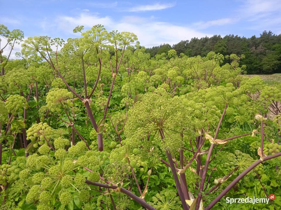 Arcydzięgiel litwor nasiona sprzedam