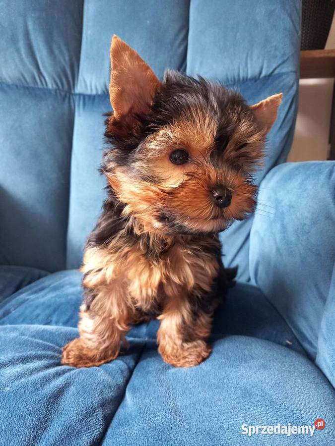 Yorkshire Terrier małopolskie Skomielna Biała sprzedam
