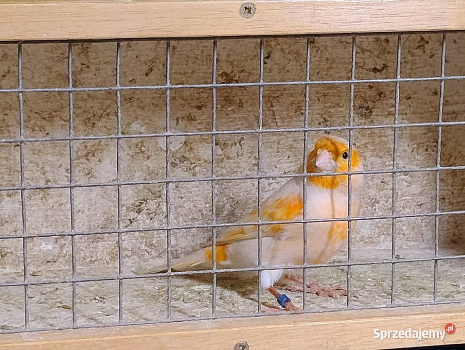 Kanarek samiec Blachownia