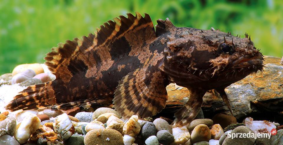 Batrach kwiczący Allenbatrachus grunniens pomorskie Gdańsk