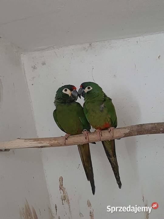 Ary marakany para 2223r małopolskie Skała sprzedam