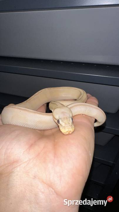 Pyton regius Banana samiczka kujawsko-pomorskie Bydgoszcz