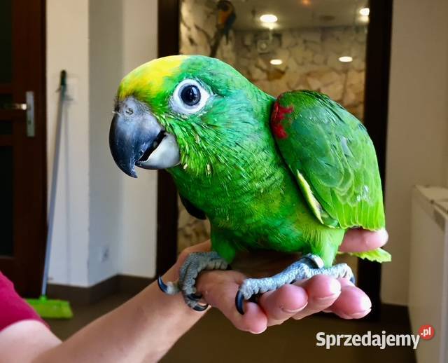 Amazonka żółtogłowa ochrocephala Kraków Ptaki