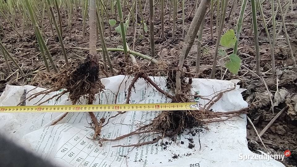 Paulownia shan tong drzewo tlenowe paszport