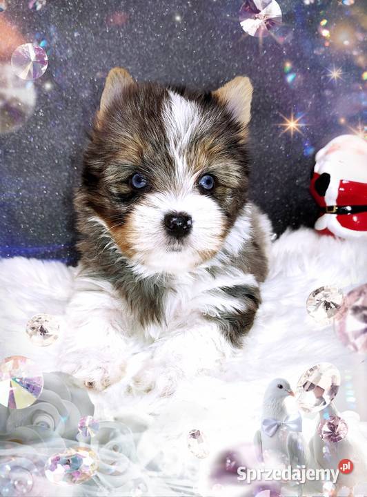 Blueberry Niebieskie Oczy CUDOWNY unikatowy Mega York opolskie sprzedam