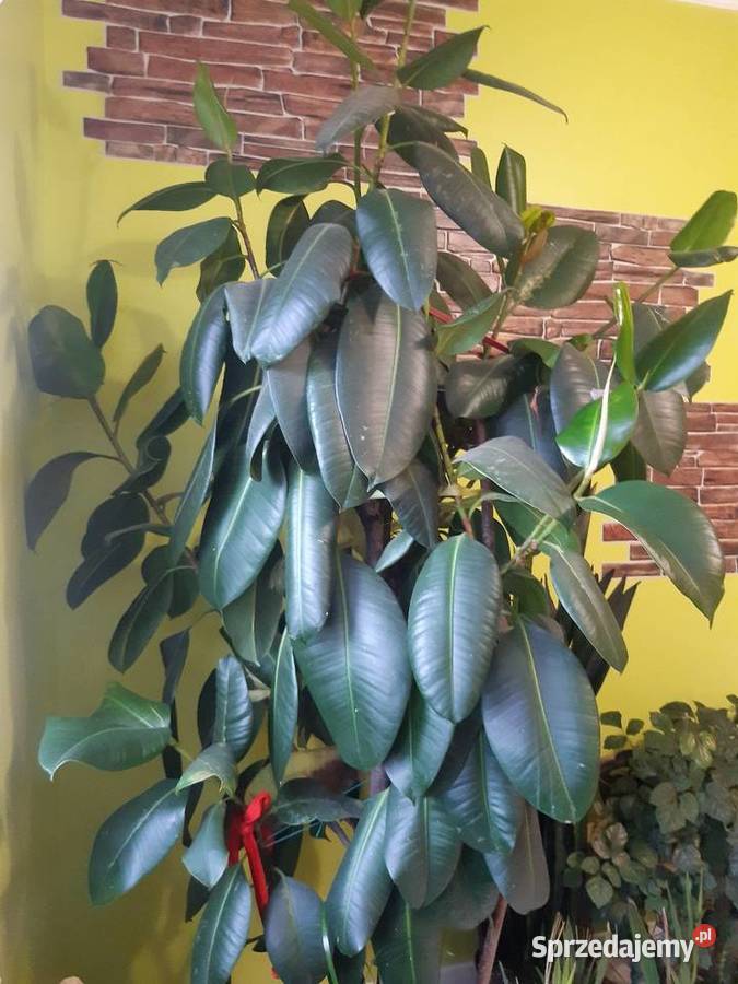 Fikus elastica Robusta 230 Poddębice
