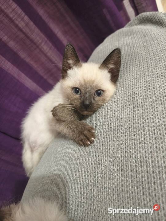 Sprzedam koty syjamskie starego Gorzów Wielkopolski sprzedam