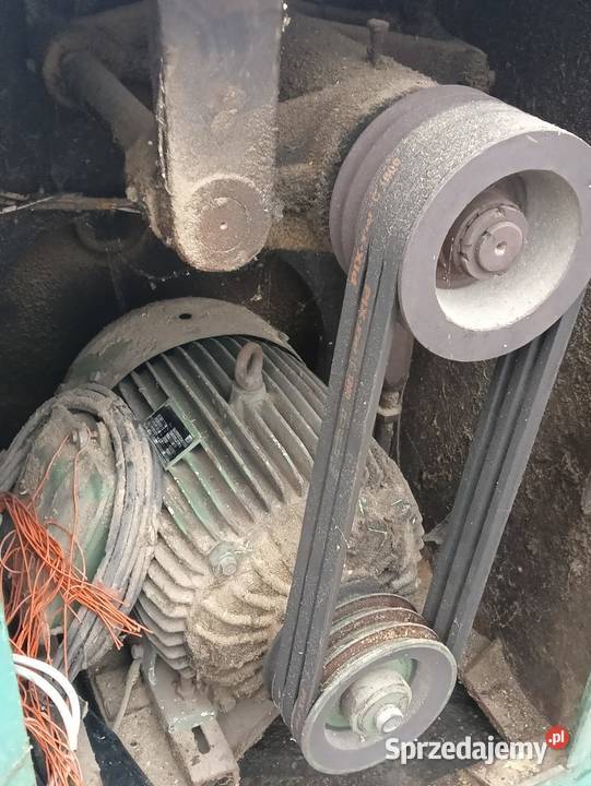 Wielopiła gąsienicowa zakłady leśnictwa Wejherowo