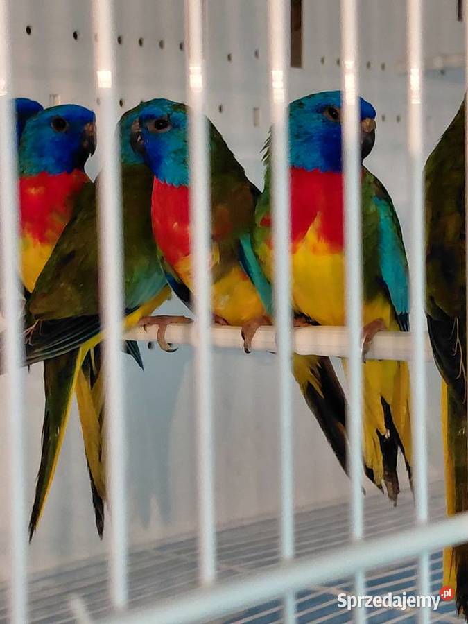 Łąkówki wspaniale Kalisz sprzedam