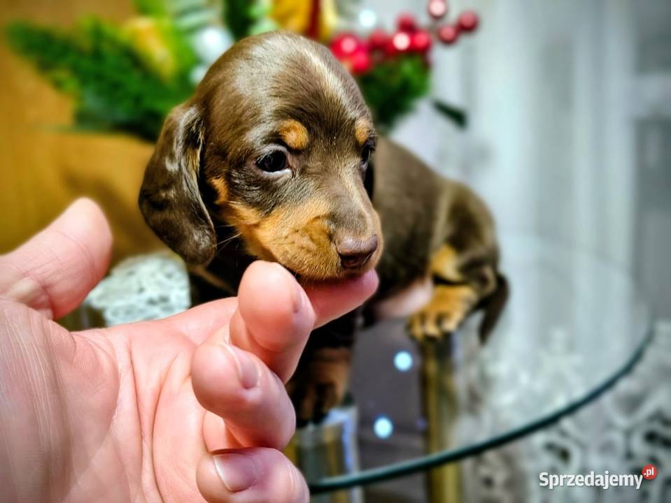 Jamniczek Choco Czekoladowy Żychlin