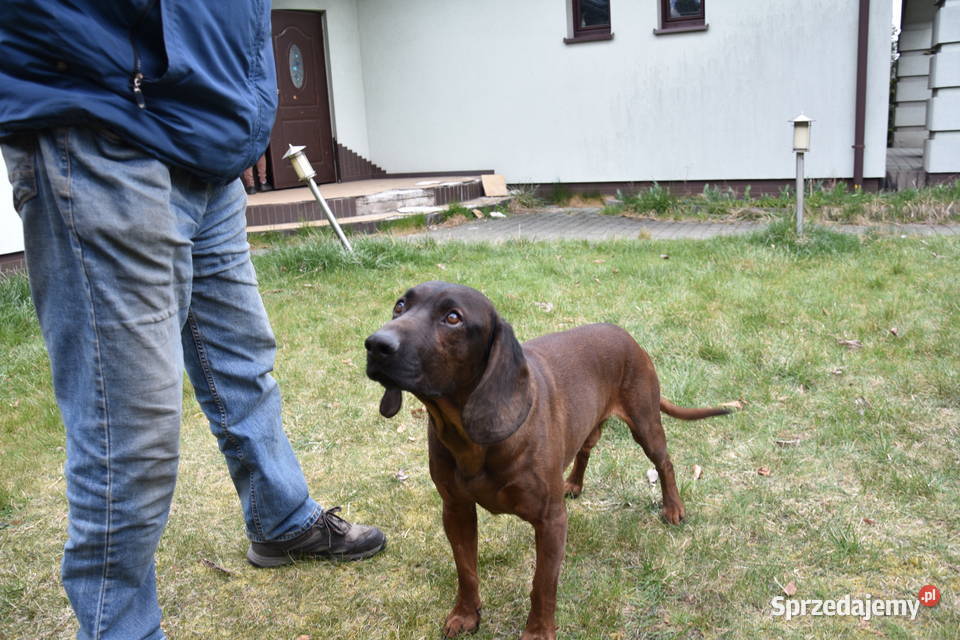 Posokowce bawarskieszczenięta rodowodowe FCI Poraj