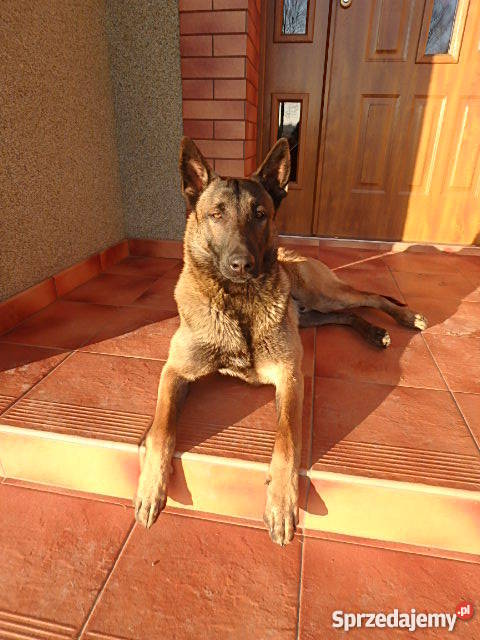Owczarek Belgijski Malinois śląskie