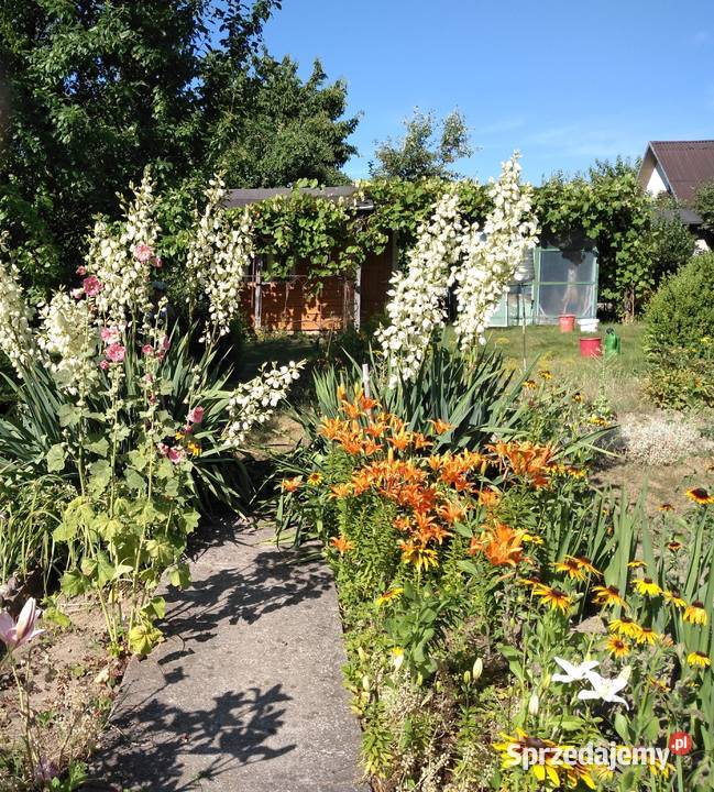 Ogródek działkowy działka rekreacyjna ROD Wiarus Sprzedaż Wilkanowo