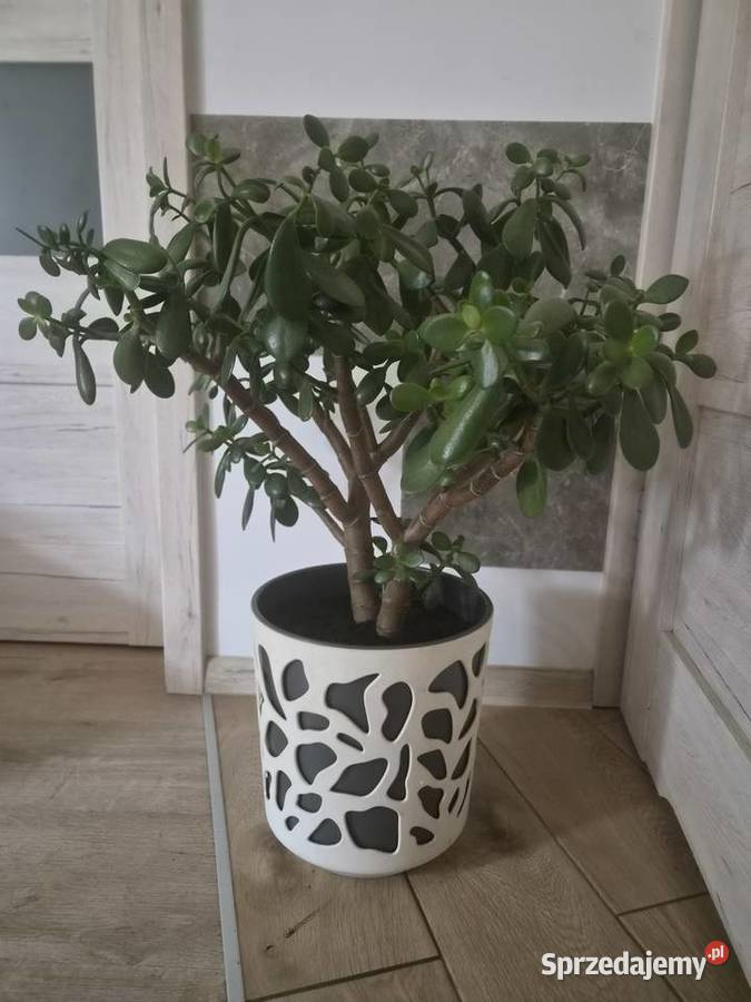 Sprzedam kwiata grubosza Zielone Kalisz