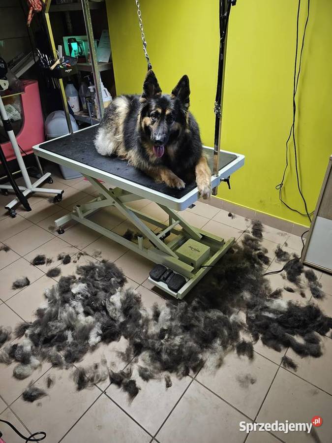 Salon groomerski psi fryzjer kąpiel strzyżenie Huta Mazowszańska