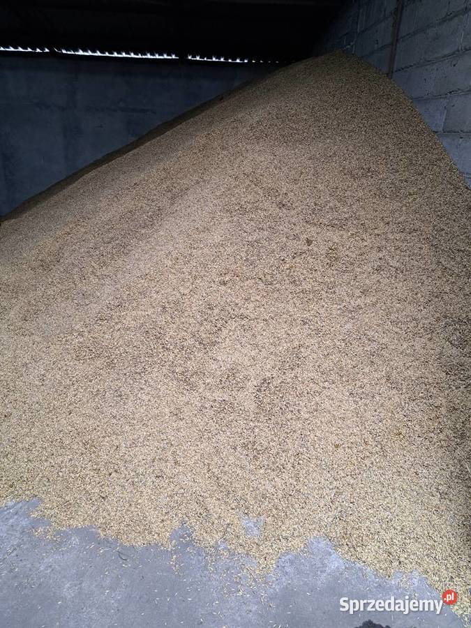 Owies Zboża wielkopolskie Gizałki sprzedam