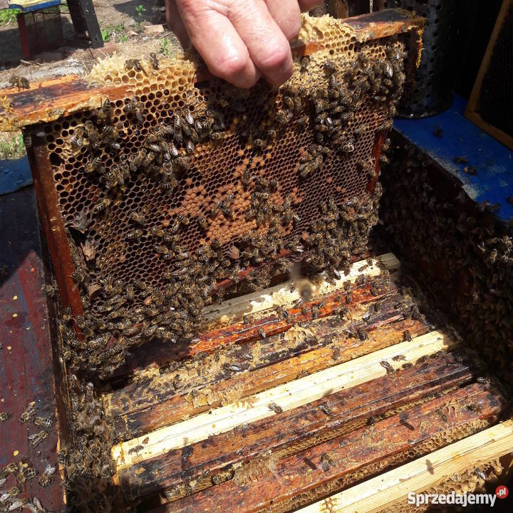 Ule wielkopolskie z PSZCZOŁAMI