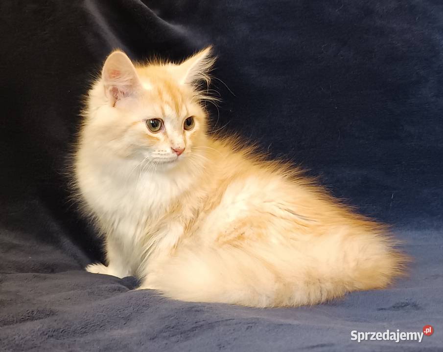 Koty Syberyjskie PICOLLO ZKolakowegoDomu Koty wielkopolskie