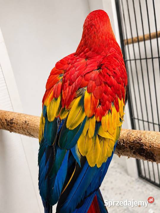 Ara Chloroptera Ara Macao wielkopolskie Rakoniewice