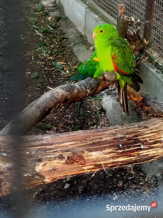 Samica papugi czerwonoskrzydlej pomorskie Główczewice