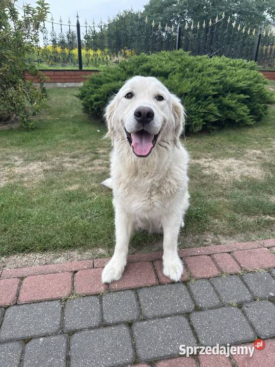 Golden Retriever szczeniaczki Rezerwacja Olsza