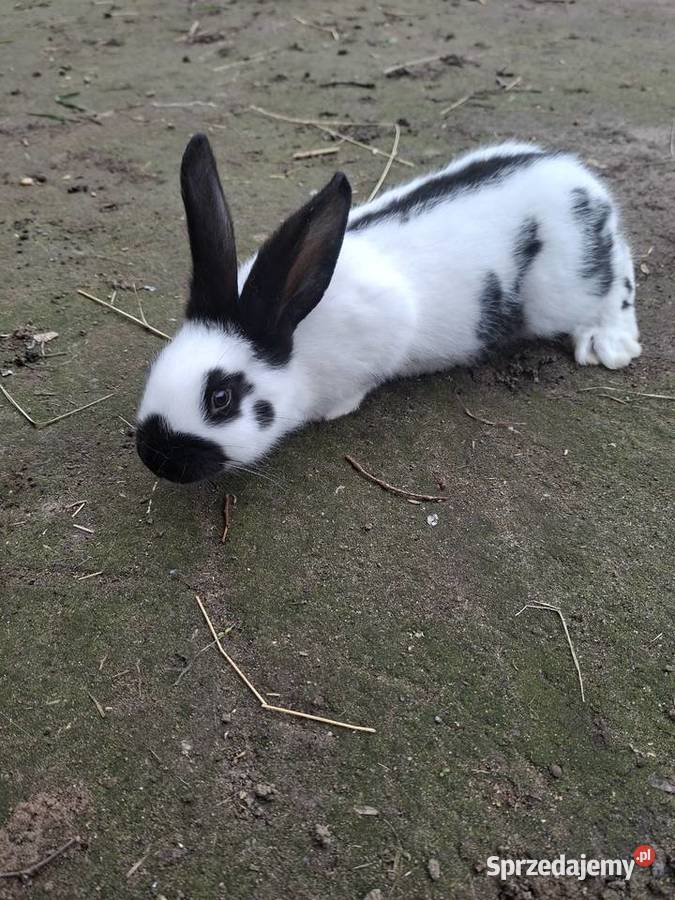 Sprzedam krórlika srokacza niemieckiego Skarszewy