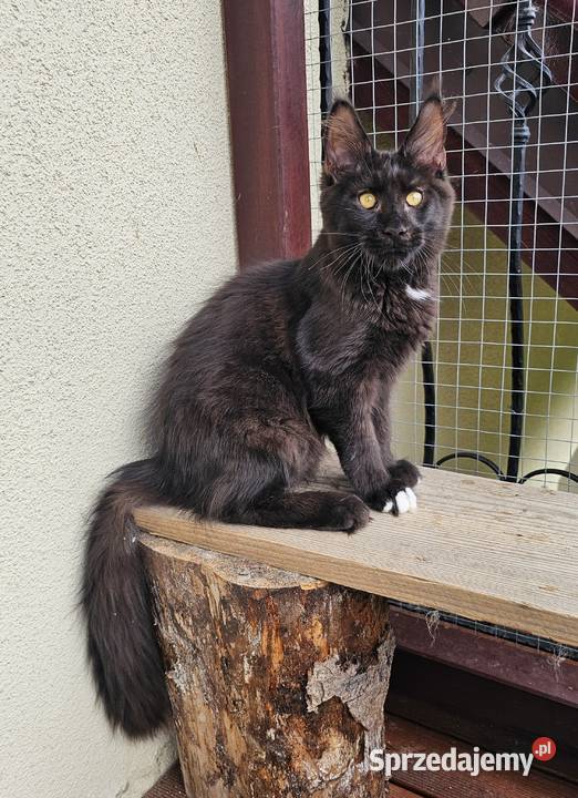 przymilny duży Maine Coon FPL Maine Coon Gdańsk