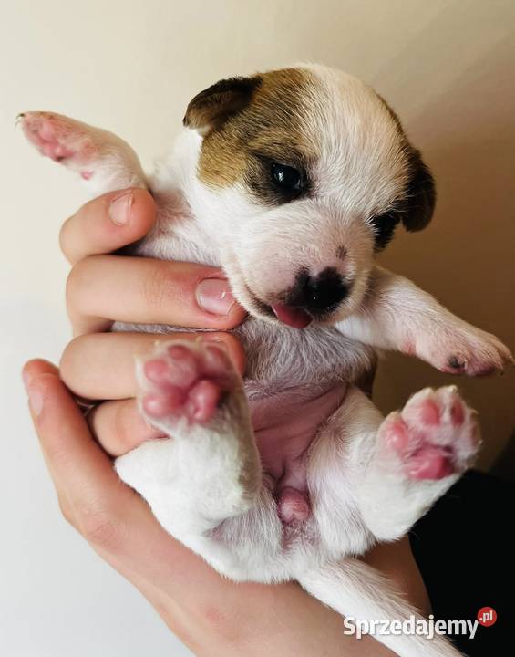Jack Russell Terrier szczenięta z metrykami ZKwP Kraków sprzedam