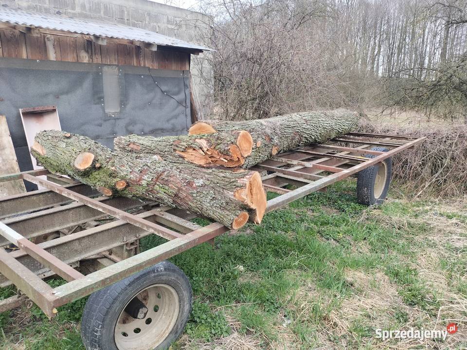 Pień drzewa gruszy Sycyna